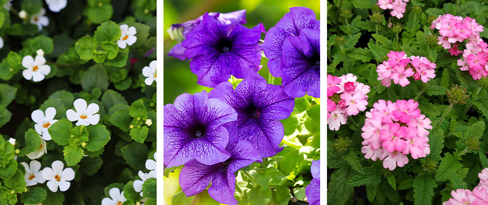 bacopa, petunia, verbena flowers Plant Perfect Garden Center