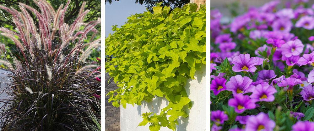 fountain grass, ipomoea, and calibrachoa Plant Perfect Garden Center