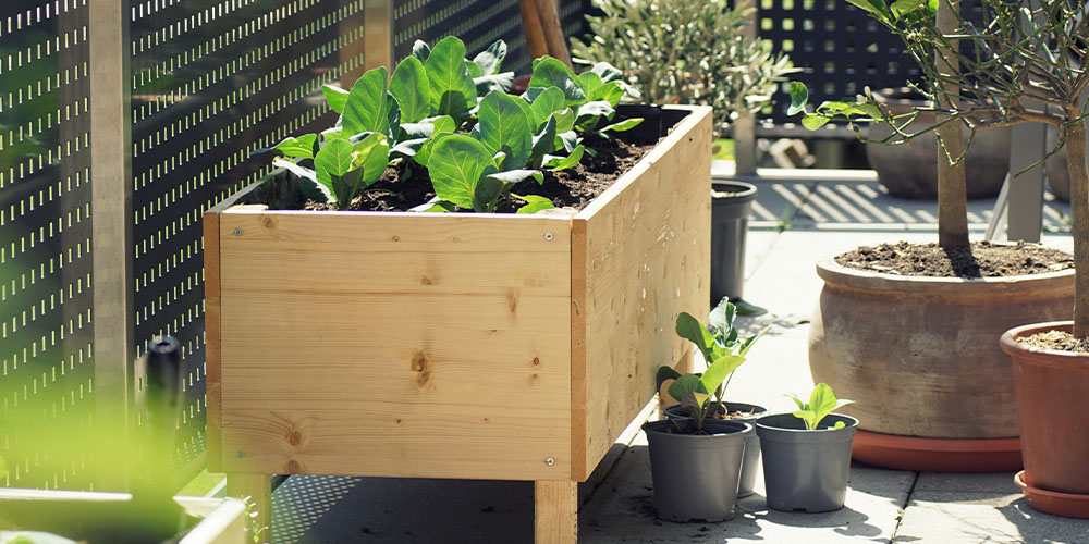 raised garden bed with vegetables Plant Perfect Garden Center