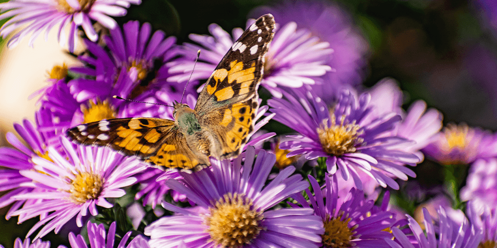 butterfly on aster flower Plant Perfect Garden Center
