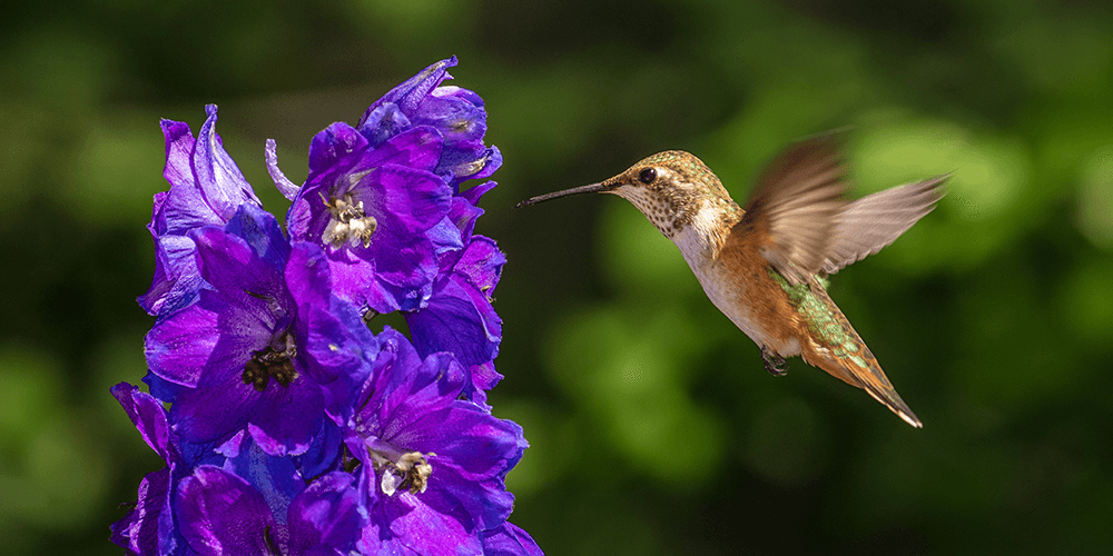 hummingbird pollinating delphinium flower Plant Perfect Garden Center