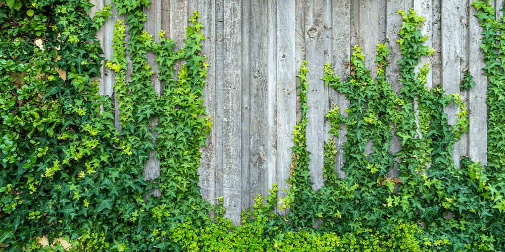 vines growing up fence