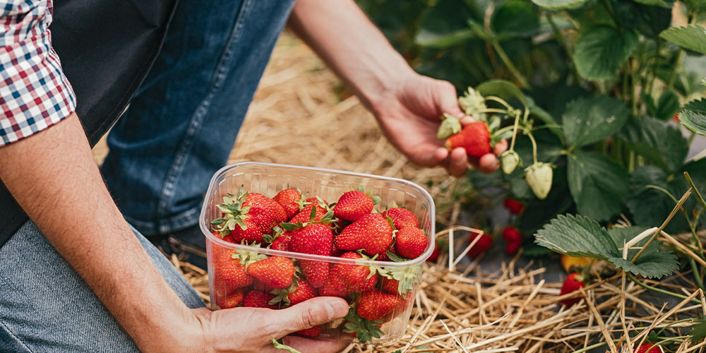 Harvesting your strawberries after growing Plant Perfect Garden Center