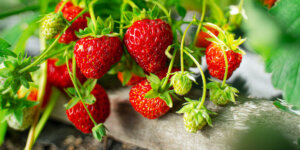 Growing Strawberries for Beginners Plant Perfect Garden Center