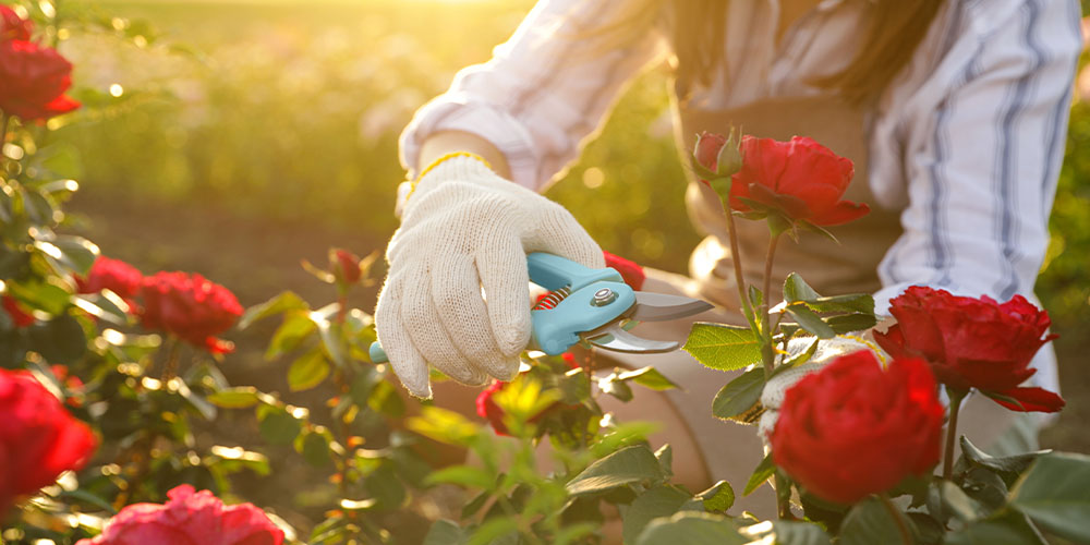 pruner roses Plant Perfect Garden Center