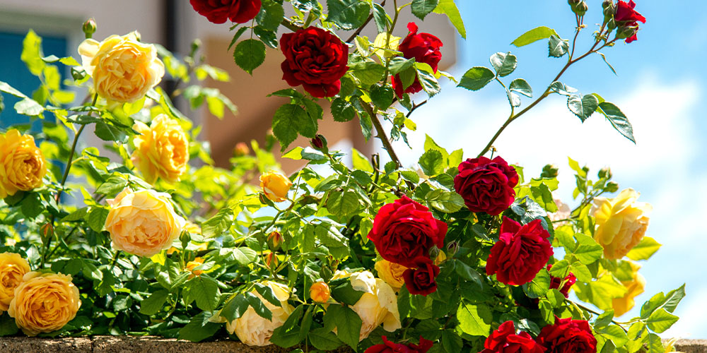 How to Care For Roses | Plant Perfect