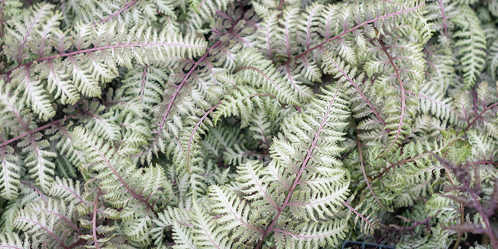 Japanese Painted Fern Plant Perfect Garden Center