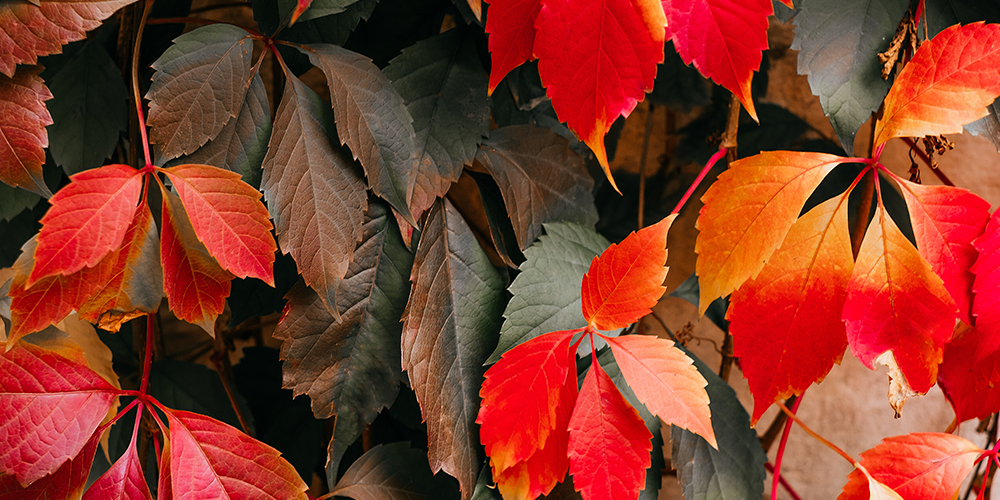 Virginia Creeper Plant Perfect Garden Center