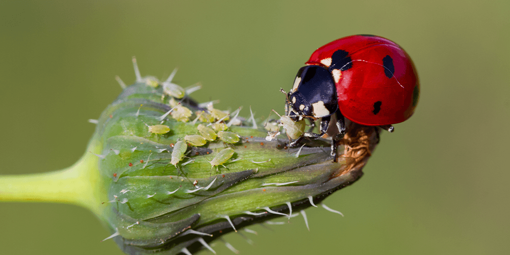 ladybug eating aphids Plant Perfect Garden Center