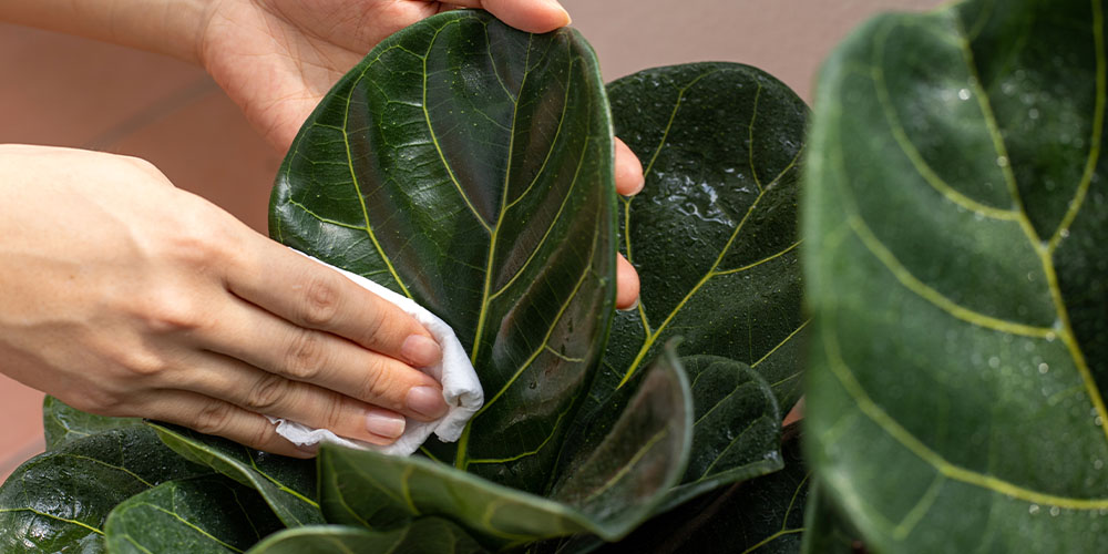 wiping fig leaves Plant Perfect Garden Center