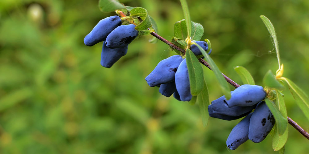 haskap berries Plant Perfect Garden Center