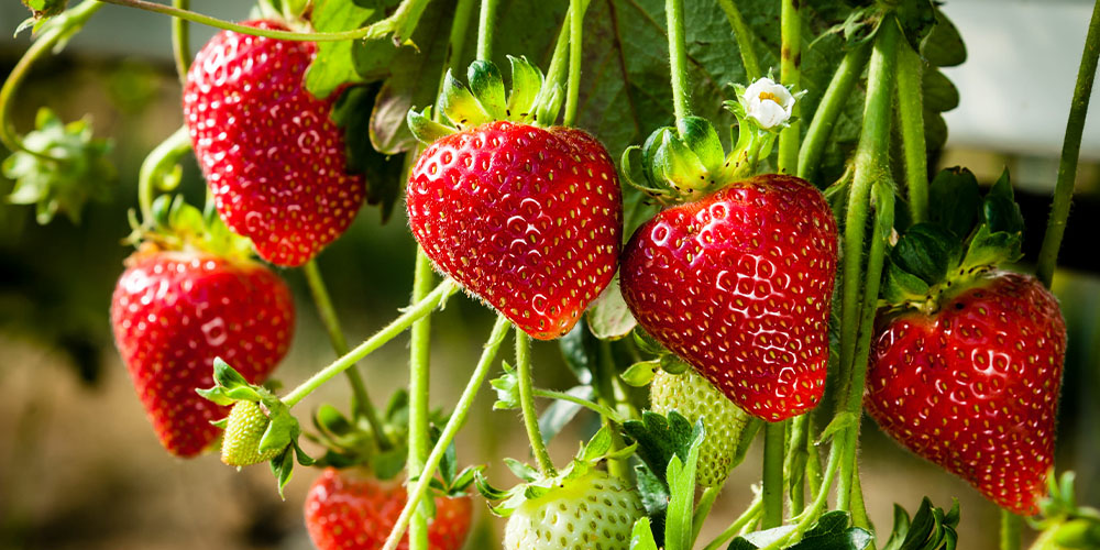 strawberries Plant Perfect Garden Center