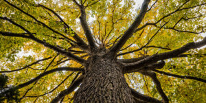 elm tree Plant Perfect Garden Center