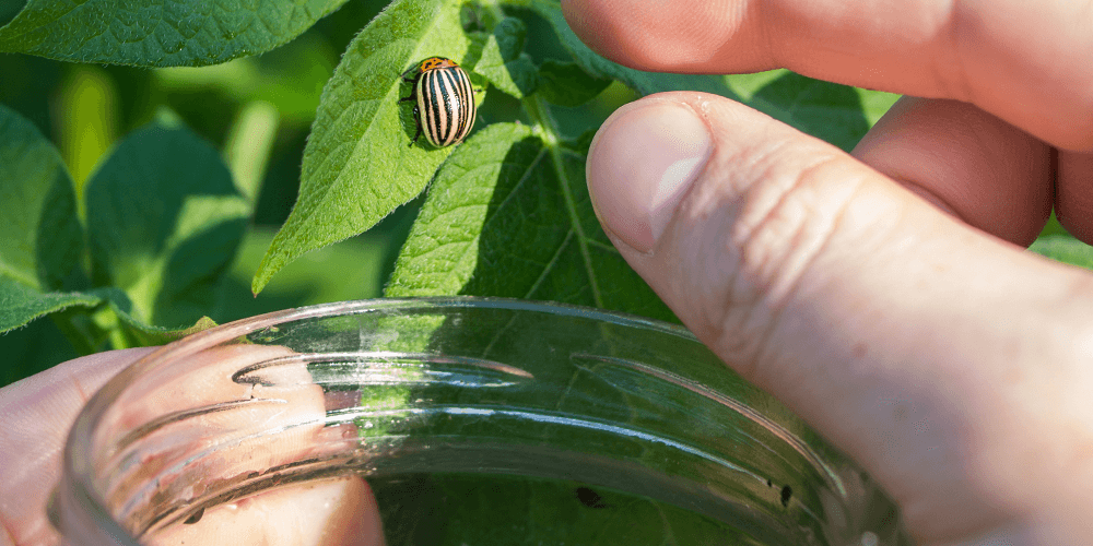 picking potato beetle off plant Plant Perfect Garden Center
