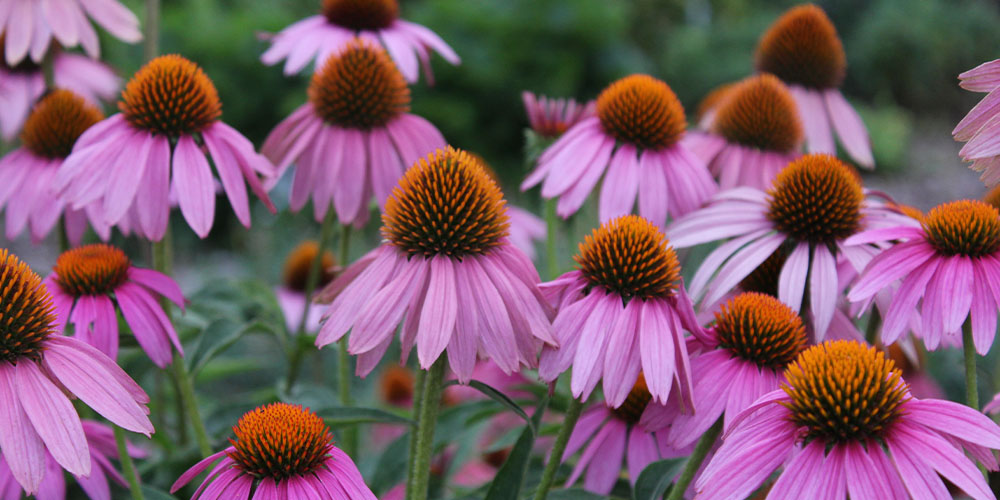coneflowers Plant Perfect Garden Center