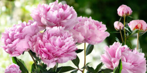 peony flowers Plant Perfect Garden Center