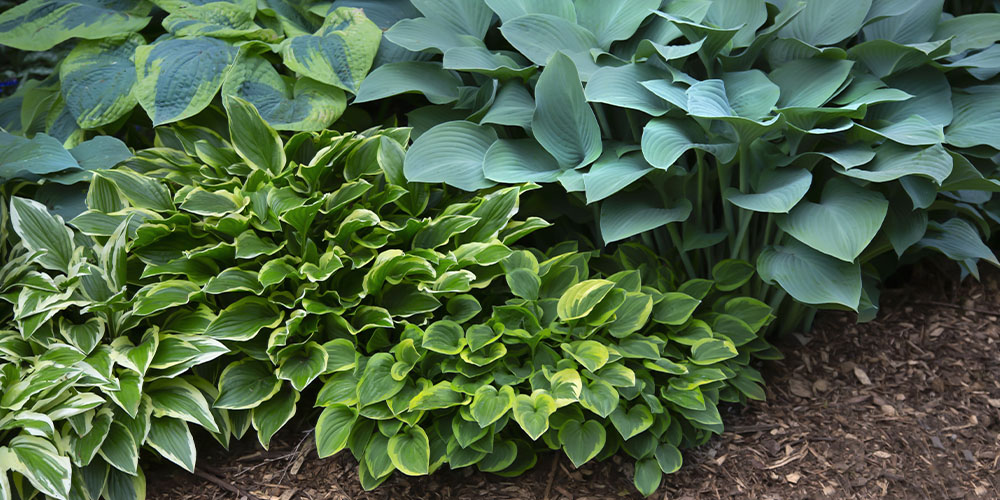 hosta plants Plant Perfect Garden Center