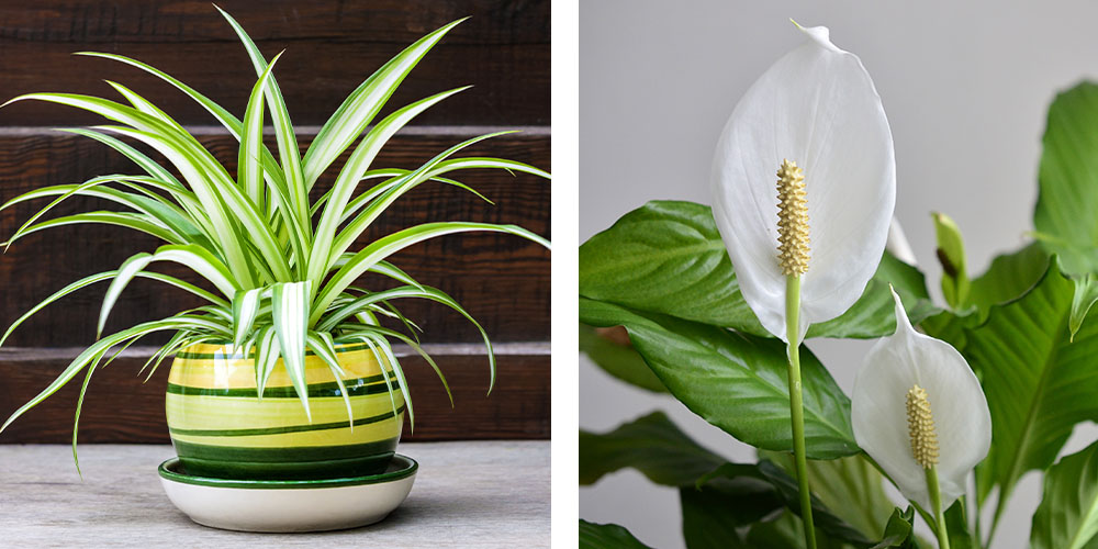 plant perfect spider plant and peace lily houseplant