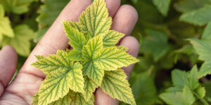 yellowing plant leaves due to iron chlorosis Plant Perfect Garden Center