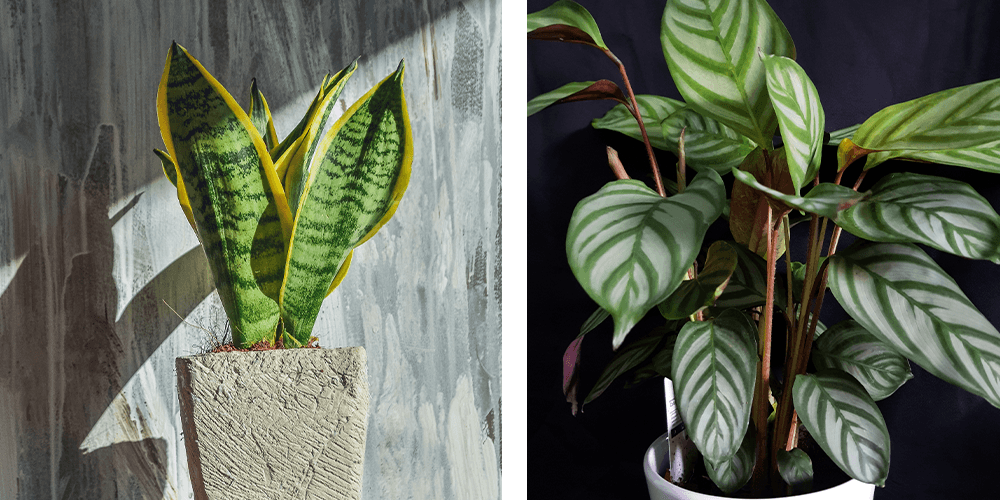 plant perfect sansevieria and calathea houseplant
