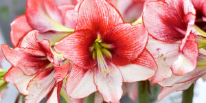 Plant Perfect Forcing amaryllis-blooming-pink amaryllis