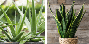 aloe vera plant snake plant Plant Perfect