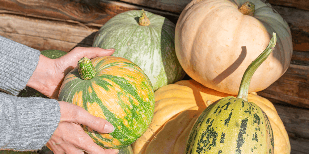 plant perfect choosing pumpkins