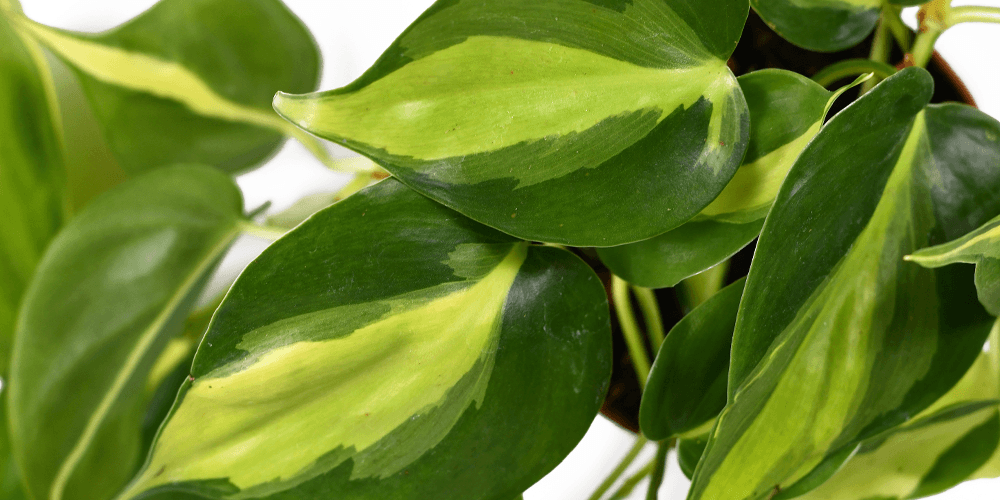 Plant perfect brasil philodendron plant