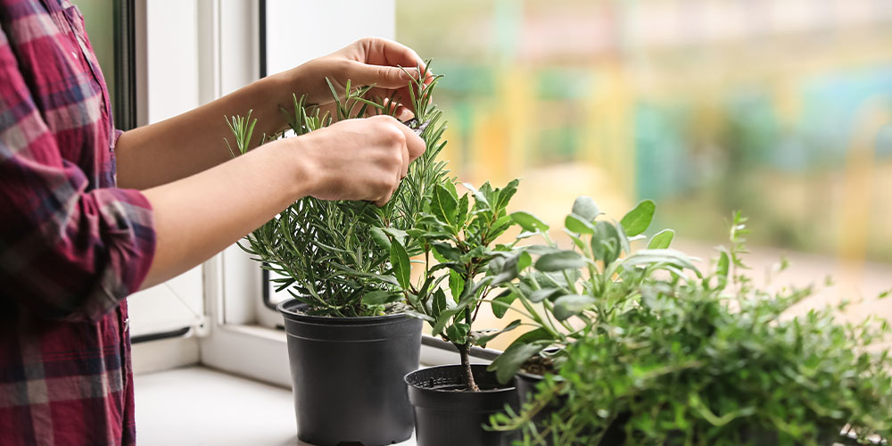 Plant Perfect-New Year’s Planning Garden Guide -growing herbs indoors summer