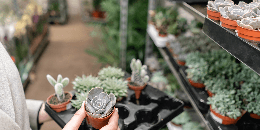 -purchasing succulents fro gARDEN CENTER