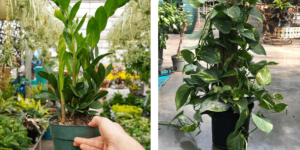 -zz plant and pothos plant