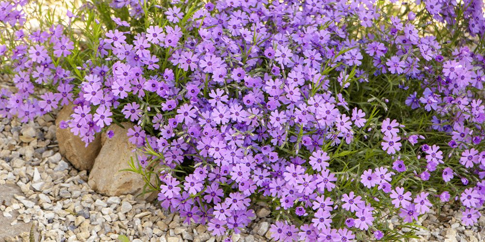 -creeping phlox groundcover plant perfect