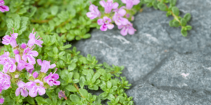 -creeping thyme ground cover plant perfect