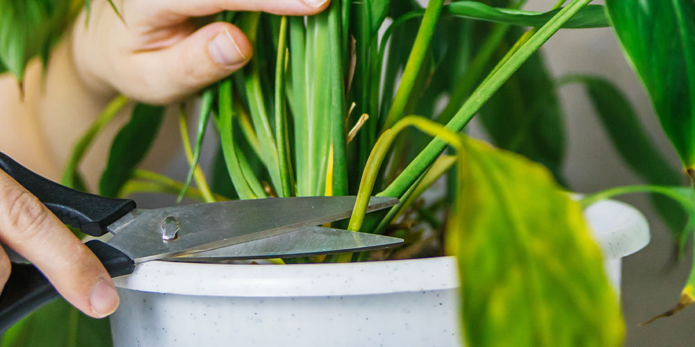 Plant Perfect Houseplant Spring Cleaning -pruning a houseplant