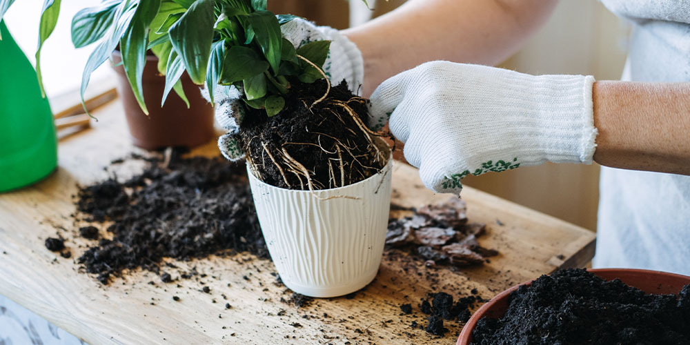 Plant Perfect Houseplant Spring Cleaning -repotting a houseplant