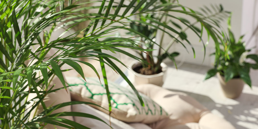 Plant Perfect Houseplant Spring Cleaning -sunlight on houseplants