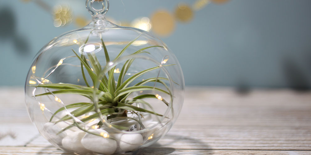 Plant Perfect -How to Care For & Display Your Air Plants-airplant in hanging terrarium