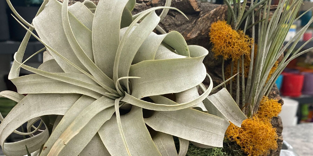 Plant Perfect -How to Care For & Display Your Air Plants-airplant wall hanger workshop