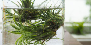 Plant Perfect -How to Care For & Display Your Air Plants-soaking tillandsia in water