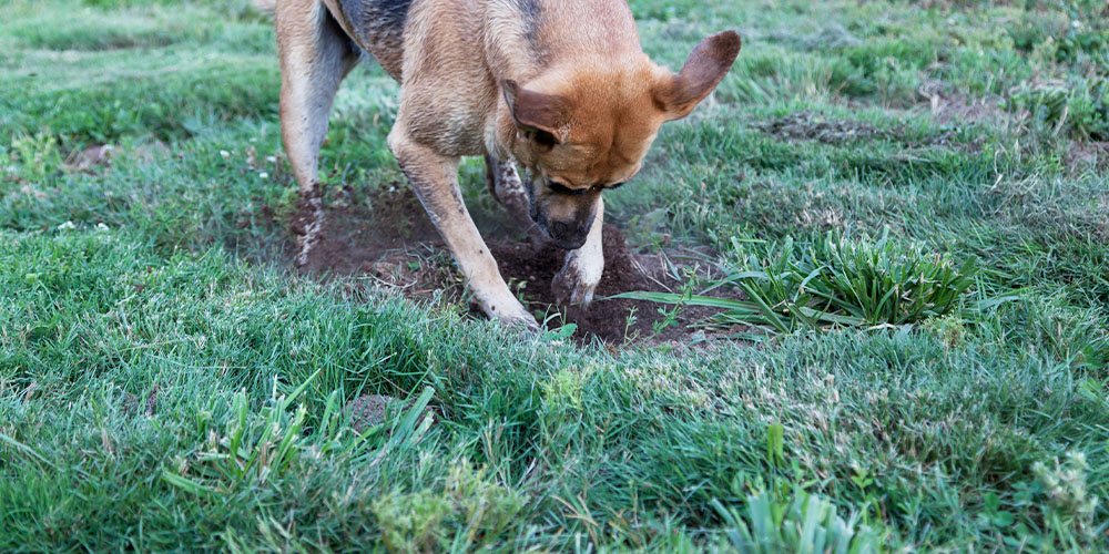 Plant Perfect Pet-Proofing Your Houseplants-dog distracted digging hole