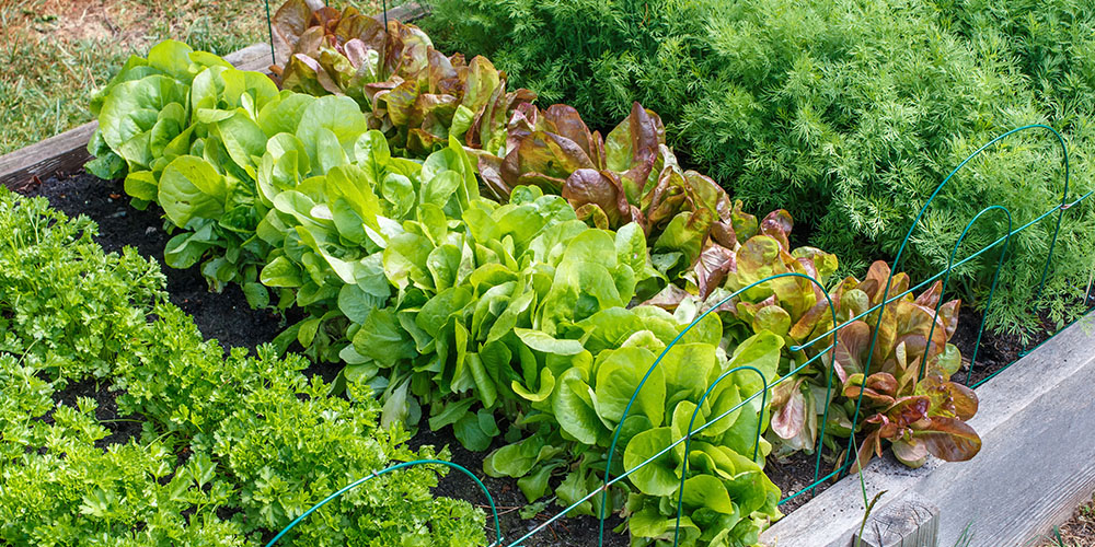 The Art of Companion Planting: Vegetable Garden Design Tips