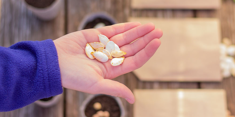 Plant Perfect Garden Center - Get Your Kids Gardening With These Veggies-planting pumpkin seeds