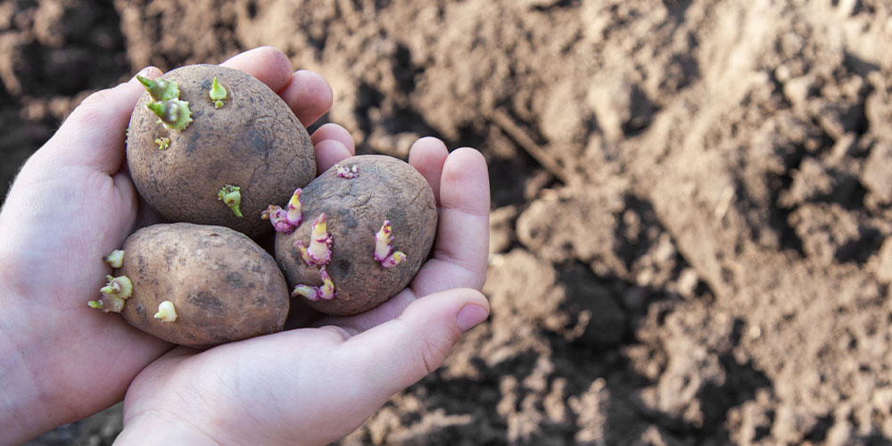 Plant Perfect Garden Center - Get Your Kids Gardening With These Veggies-planting seed potatoes