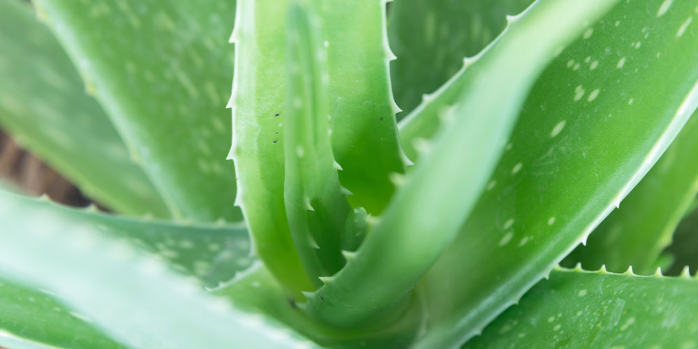 Plant Perfect Pet-Air Purifying Plants -aloe vera