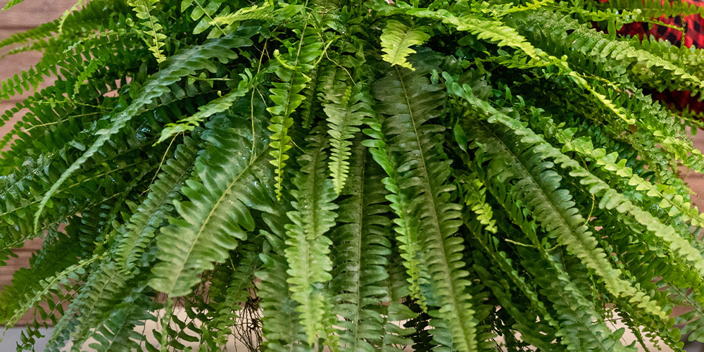 Plant Perfect Pet-Air Purifying Plants -boston fern