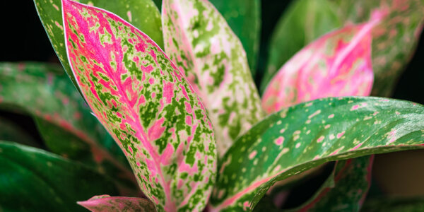 The Best Low-Light Tropical Houseplants | Plant Perfect