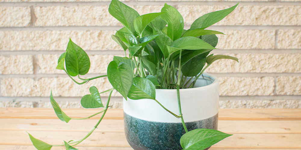 Plant Perfect Pet- Low-Light Tropical Houseplants -jade pothos