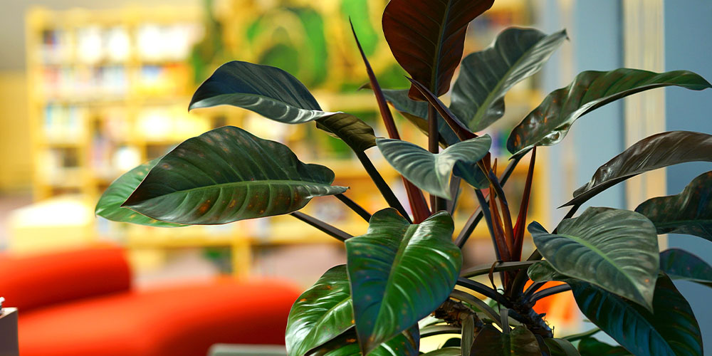 Plant Perfect Pet- Low-Light Tropical Houseplants -philodendron