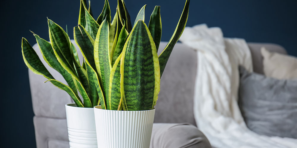 Plant Perfect Pet- Low-Light Tropical Houseplants -snake plant in home