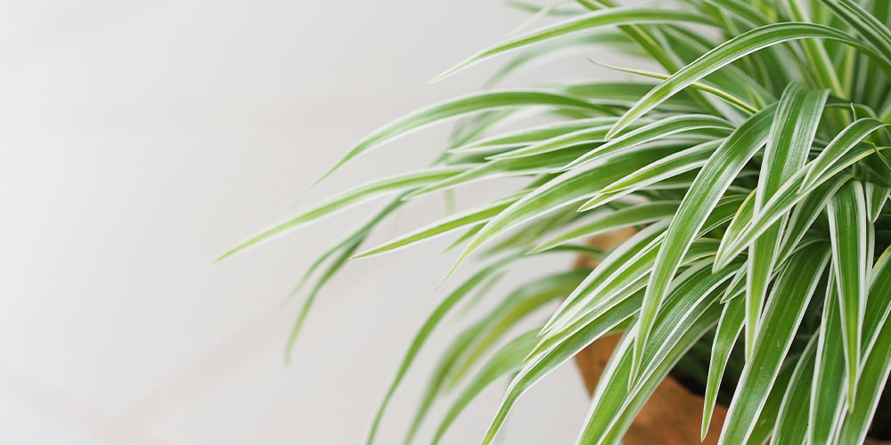 Plant Perfect Pet- Low-Light Tropical Houseplants -spider plant